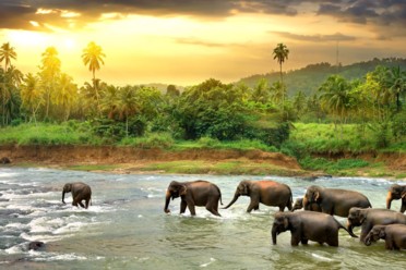 Viaggi Alla scoperta dello Sri Lanka